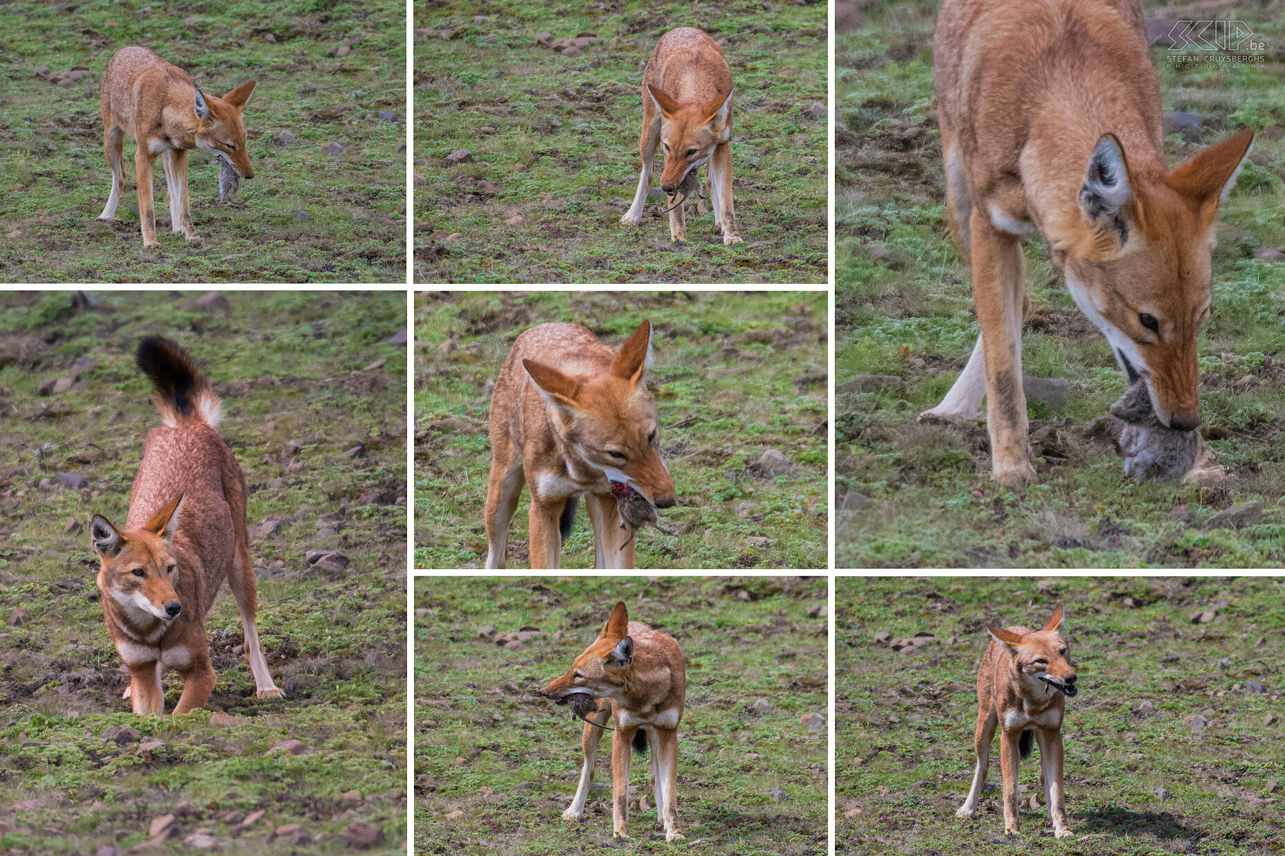 Bale Mountains - Sanetti - Ethiopian wolf catches a rat The Ethiopian wolves lives at an altitude of 3000 to 4000 meters and hunts for giant mole rats, grass rats, hares and rock hyraxes. We were able to observe and photograph a wolf that chased a rat out of its hole and finally ate it. It was a fascinating spectacle. Stefan Cruysberghs